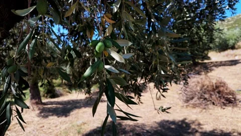 Olive Tree Branch With Green Olives In Summer Video stock 344907638
