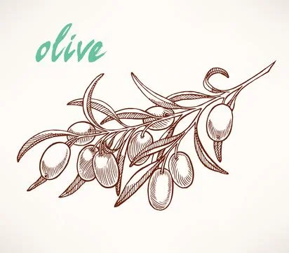 Olive tree branch Stock-Illustration