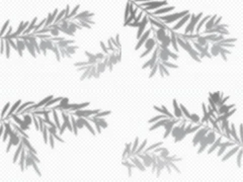 Olive tree branch leaf shadows, overlay background Stock Illustration