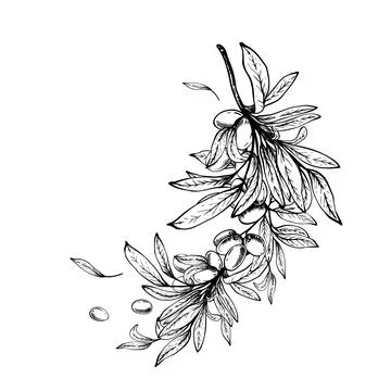 Olive tree branch with leaves and berries. Botanical hand drawn graphic line art Stock Illustration