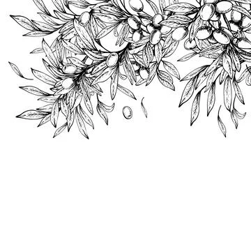 Olive tree branch with leaves and berries card, banner Hand drawn line art Stock Illustration