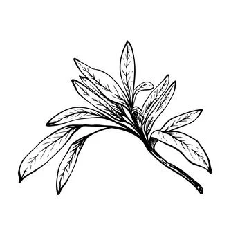 Olive tree branch, no fruit with green leaves Black and white graphic hand drawn Illustrazione stock