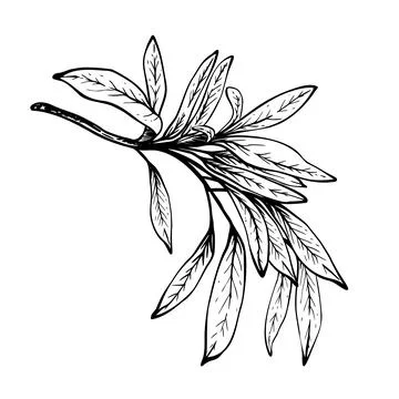 Olive tree branch, no fruit with green leaves. Black ink line style hand drawn Illustrazione stock