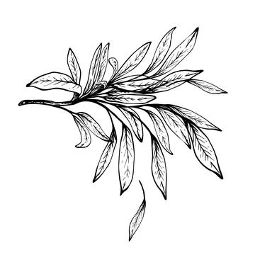 Olive tree branch, no fruit with green leaves Black and white graphic hand drawn Illustrazione stock