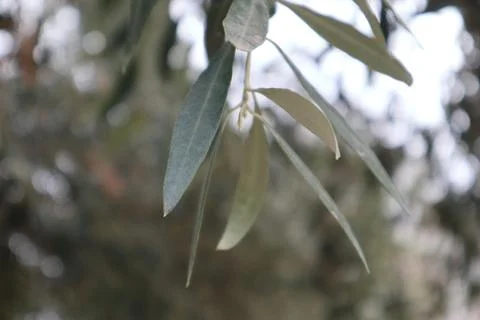 Olive tree branch. Olive tree Stock Photos