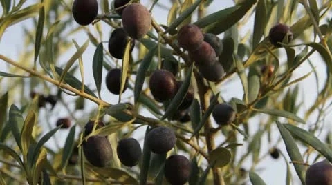 Olive tree branch with olives. Stock Footage 8931763