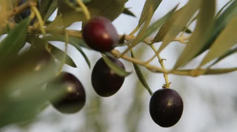 Olive tree branch with olives. Stock Footage 8931776