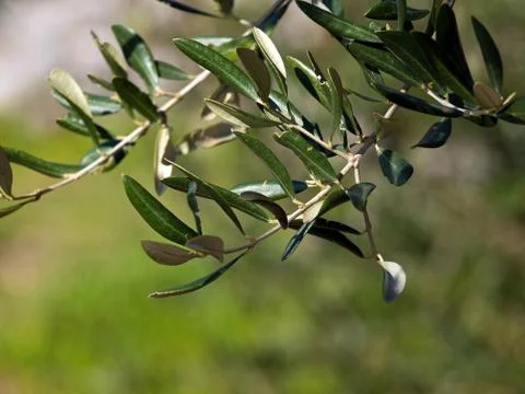 Olive tree branch 库存照片