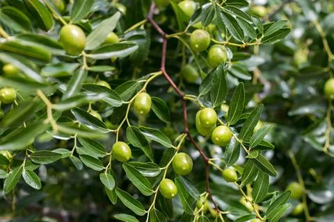 Olive tree branch Stock Photos