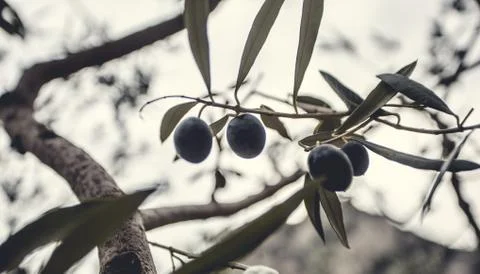 Olive tree branch. Stock Photos