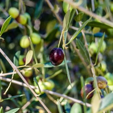 Olive tree branch Stock Photos