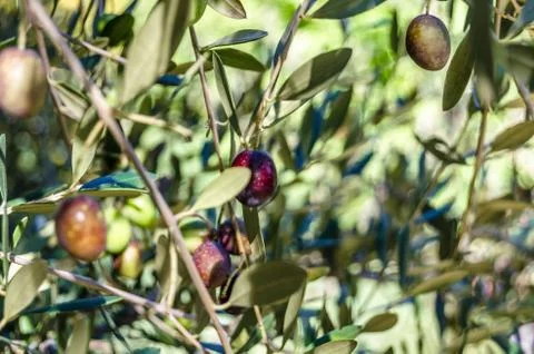 Olive tree branch Stock Photos