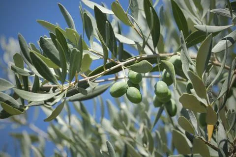 Olive tree branch Stock Photos