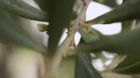 Olive tree branch with selective focus follows branch, macro. Close-up Stock Footage 176862627
