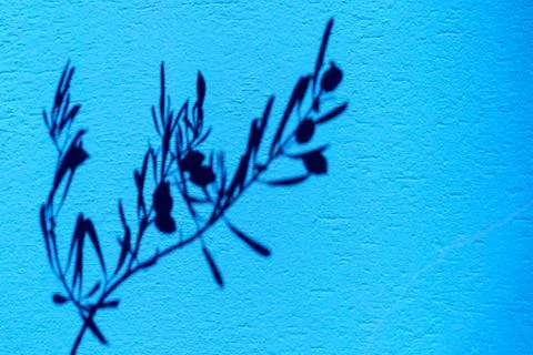 Olive tree branch shadow on the blue wall Stock Photos
