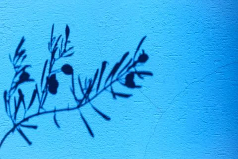 Olive tree branch shadow on the blue wall Stock Photos