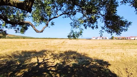 Olive Tree Branch Shadow on Golden Harvested Wheat Field Under Blue Sky Stock Footage 337414228