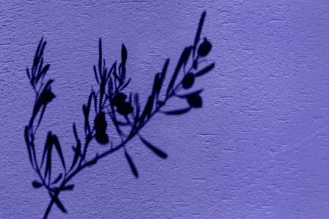 Olive tree branch shadow on the violet very peri color texture wall Stock Photos