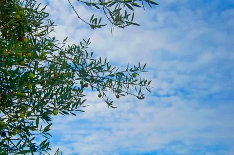 Olive tree branch in the sky background Stock Photos