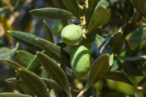 Olive tree branch with still young green olives, light-transparent leaves 스톡 사진
