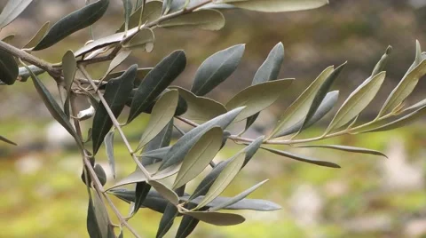 Olive Tree Branch (Tele Macro) Stock Footage 46472983