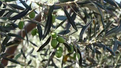 Olive tree branch with unripe olives. Video stock 245899331