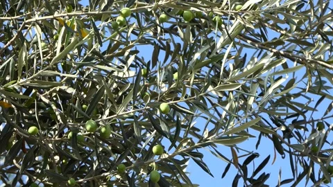 Olive tree branch with unripe olives Stock Footage 246547653