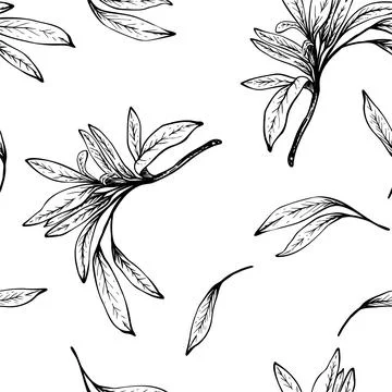 Olive tree branch vector seamless pattern. Fruitless leaves. Hand drawn ink line Stock Illustration