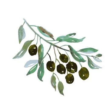 Olive tree branch on white background artwork Illustrazione stock