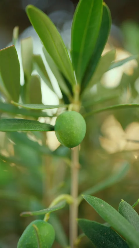 Olive tree branch with young green olives growing under natural daylight, Video stock 342850880