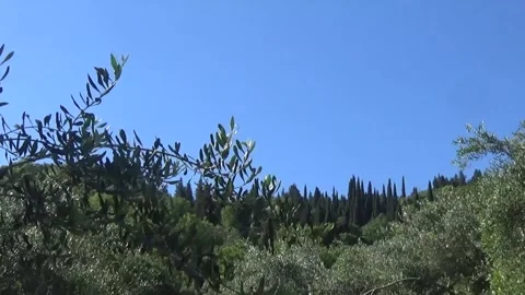 Olive tree branches against a beautiful mountain view Stock-Footage 309980176
