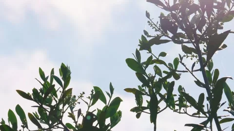 Olive Tree branches against a bright sky with leaves blowing in the summer .. Stockbeeldmateriaal 244549860