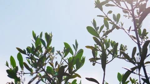 Olive Tree branches against a bright sky with leaves blowing in the summer .. Stockbeeldmateriaal 244549892