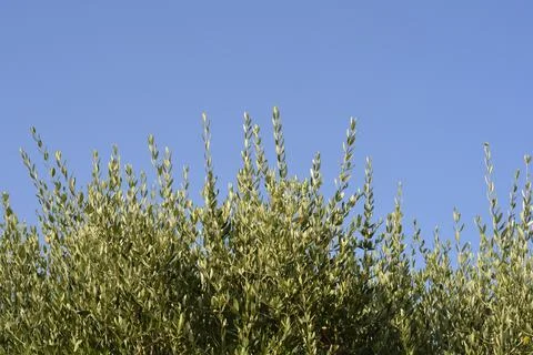 Olive Tree Branches Against Clear Blue Sky Stock Photos