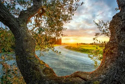 Olive tree branches and bark, country road at sunset. Casale Marittimo. Tusca Stock Photos