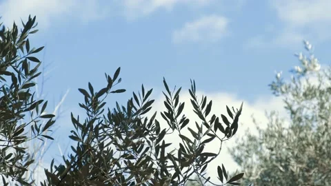 OLIVE TREE BRANCHES AND LEAVES SHAKING IN THE WIND Stock Footage 233066750