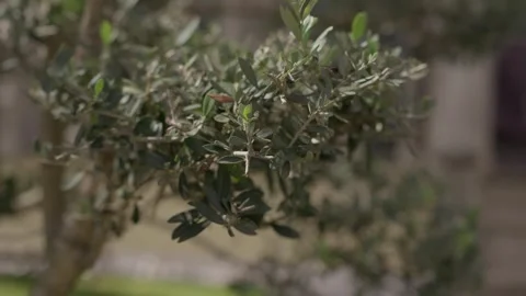 Olive tree branches and leaves growing in nature Stock Footage 345878602