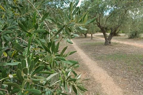 Olive tree branches and path through plantation Stock Photos