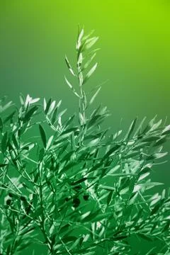 Olive tree branches artistic toned Stock Photos