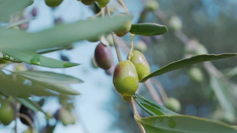 Olive tree branches bending down from olives harvest, seasonal harvest Stock Footage 181560725