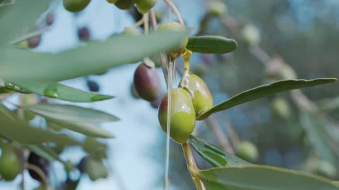 Olive tree branches bending down from olives fruits, seasonal harvest concept Stock Footage 199993216