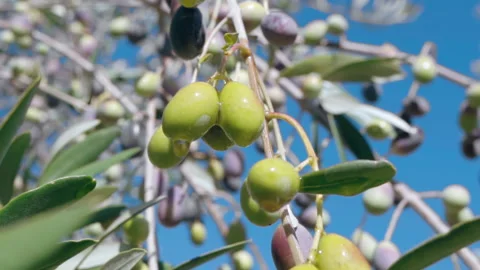 Olive tree branches bending down from olives harvest, black and green olives Stock Footage 201402020