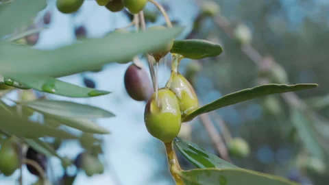 Olive tree branches bending down from olives harvest, olive oil dripping process Stock Footage 203760150