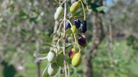 Olive tree branches bending down from olives harvest, agricultural plantations Stock Footage 219541974