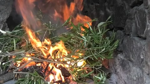 Olive tree branches burning in fireplace Stock Footage 161506766