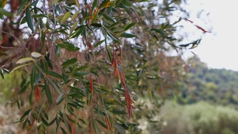 Olive Tree Branches Close Up 스톡 동영상 348192683