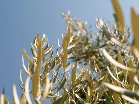 Olive tree branches extend upwards under the bright blue sky Stock Photos