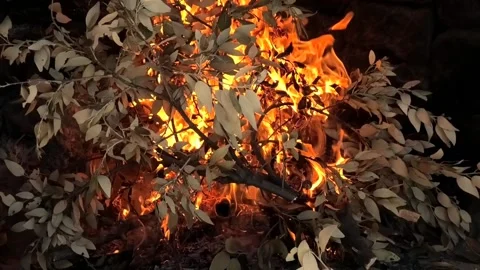 Olive tree branches falling down in fire Stock Footage 164173124