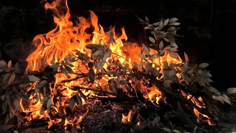 Olive tree branches falling down in fire Stock Footage 164173127