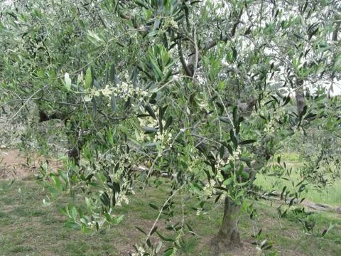 Olive tree branches with first buds . Tuscany, Italy Stock Photos